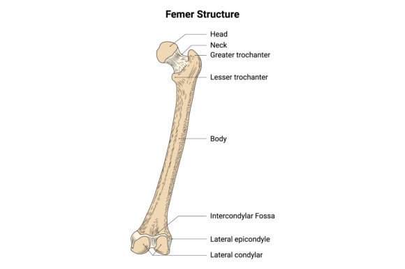 Download Fimer Structure Science Design Vector - Vector Collection