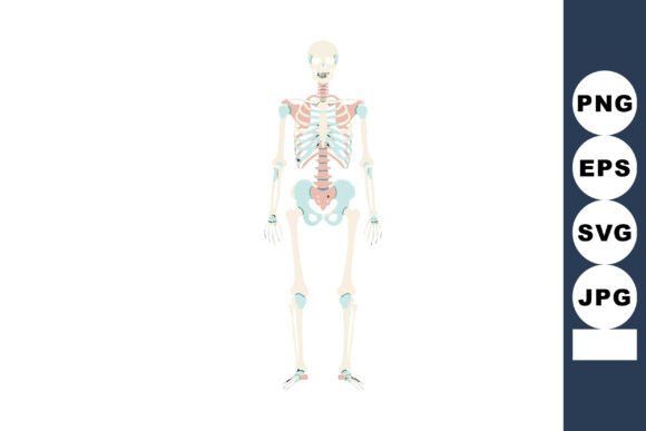 Download Human Skeletal System Anatomy Vector Ill - Vector Collection