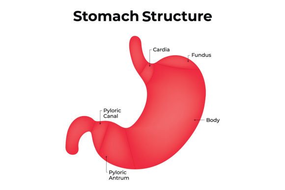 Download Stomach Structure Science Design Vector - Vector Collection